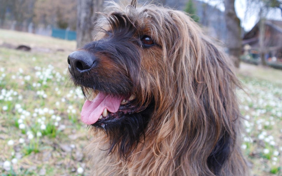 Limba