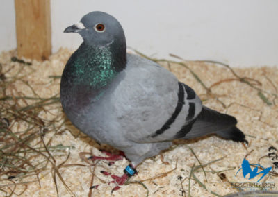 Tauben