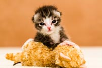 Babykatze mit Plueschtier Babykatze mit Plueschtier