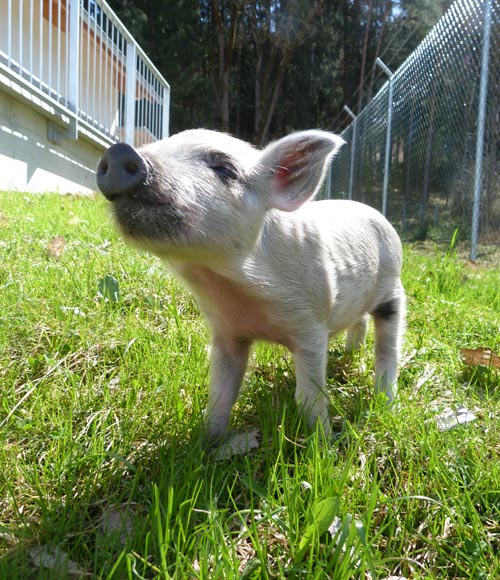 Den Tierschutzverein mit einer Spende unterstuetzen Den Tierschutzverein mit einer Spende unterstuetzen