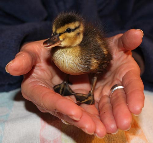 Ehrenamtlich in der Tierpflege mithelfen