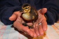 Ehrenamtlich in der Tierpflege-mithelfen Ehrenamtlich in der Tierpflege-mithelfen