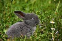 Hase auf der Wiese