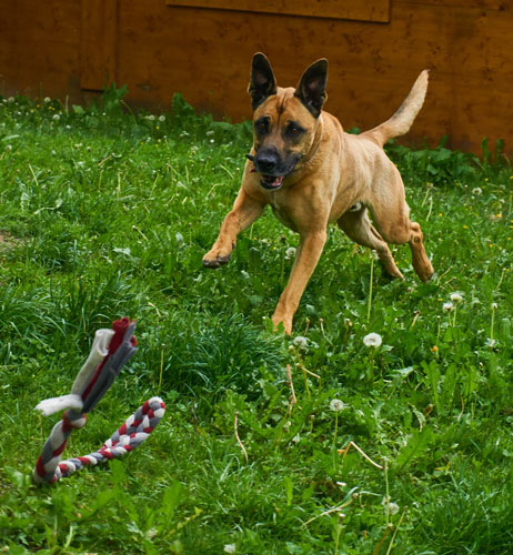 Hundepension (Symbolbild) Hundepension (Symbolbild)