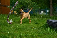 Hund spielt auf der Wiese Hund spielt auf der Wiese
