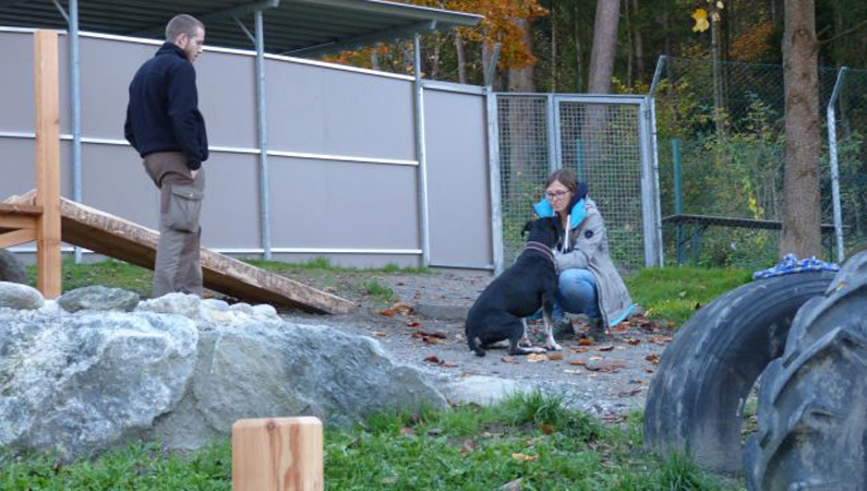 Hundstalente Training