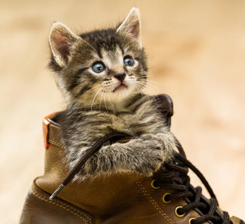 Katze Adoptieren Tierschutz Tirol