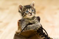 Katze im Schuh