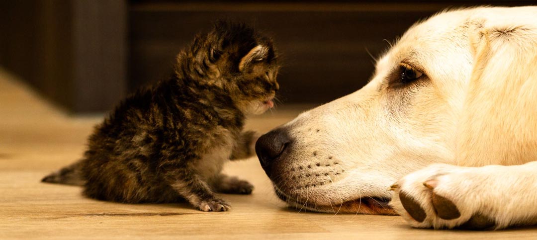 Katze und Hund kuscheln