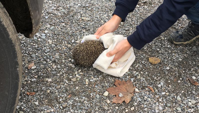 Mit einem Handtuch den Igel aufnehmen