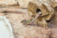 Reptil in Terrarium Reptil in Terrarium