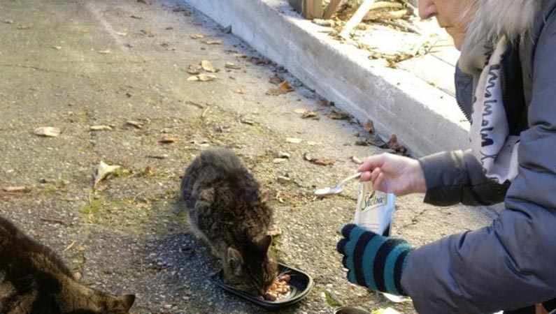 Streunerkatzen füttern