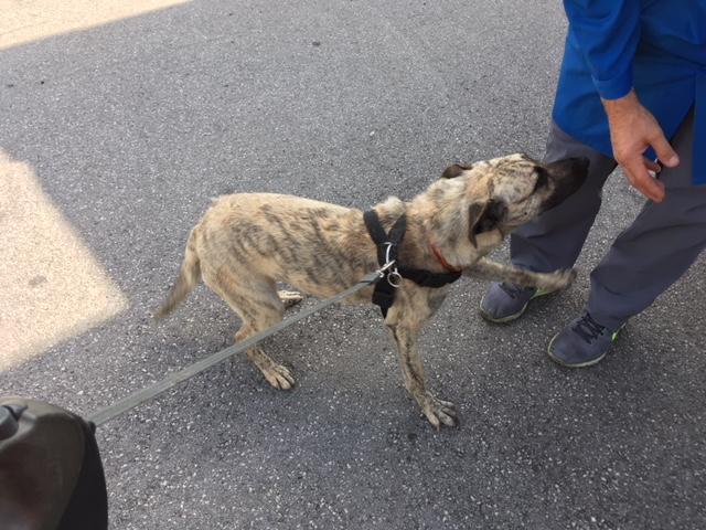 IbkBahnhof_Mischlingshündin2 Tierschutz Tirol