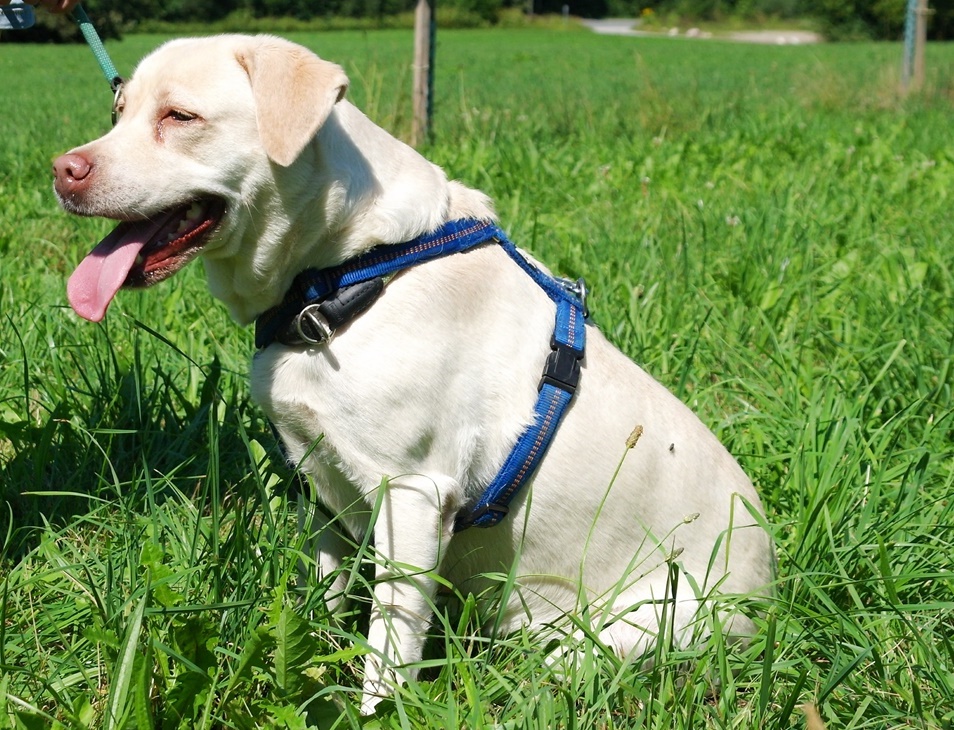 Luna (2) Tierschutz Tirol