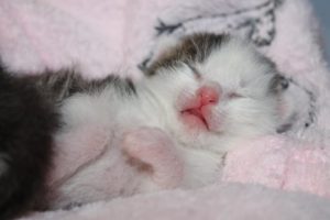 Trotz Kastrationsgesetz Fast 500 Babykatzen Im Vorjahr In