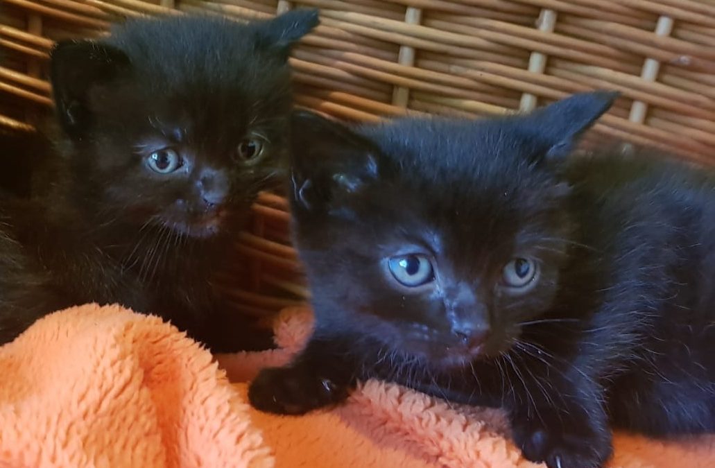 Trotz Kastrationsgesetz: Fast 500 Babykatzen im Vorjahr in Tiroler Tierheimen versorgt
