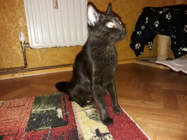 Katze, Hopfgarten (12/18)