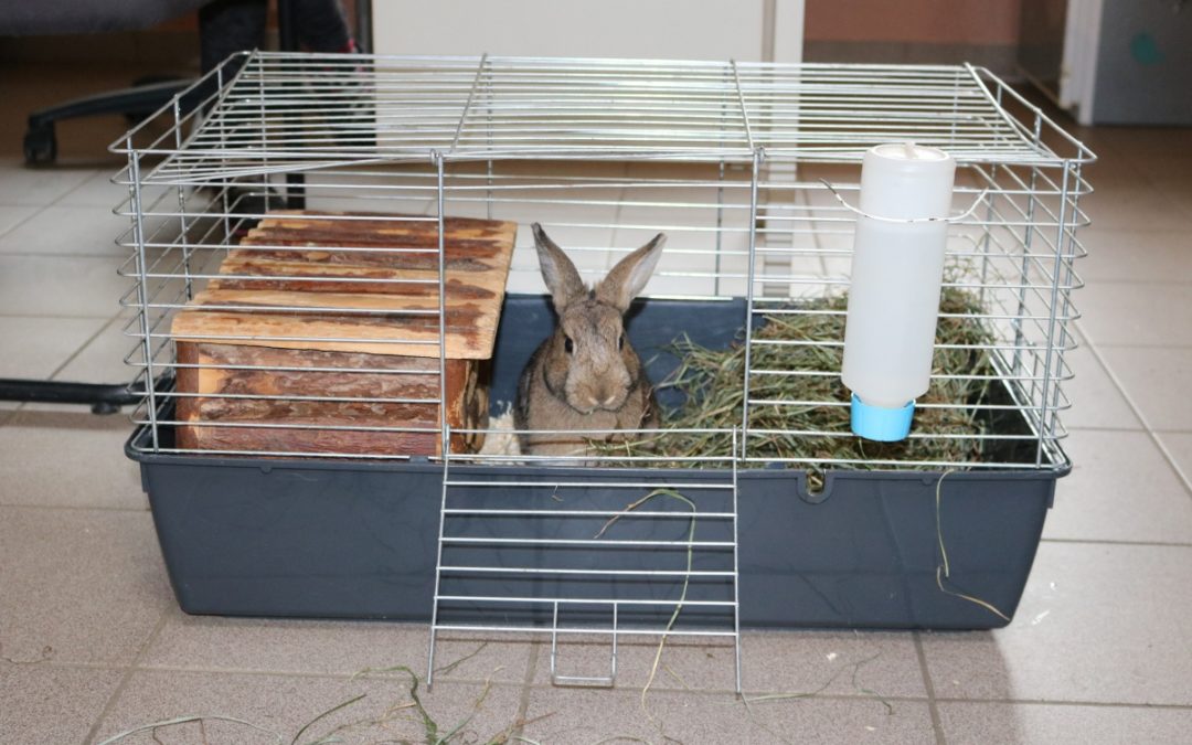 Tiere sind keine Weihnachtsgeschenke