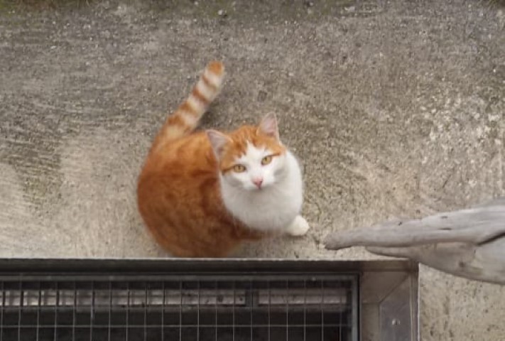 Katze, Weißenbach am Lech (12/18)