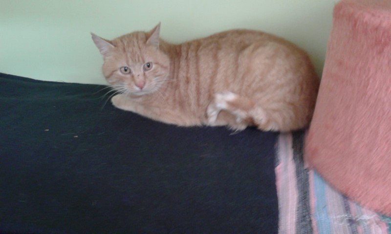 Kater, Kirchberg (01/19)