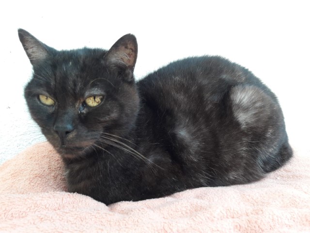 Gina