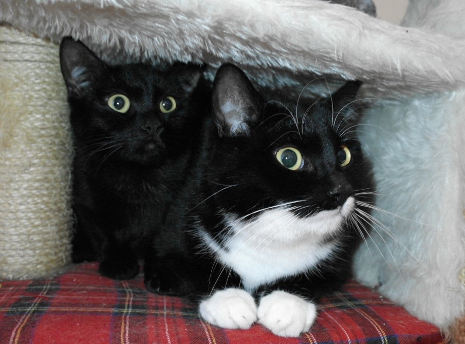 Spezi & Cola