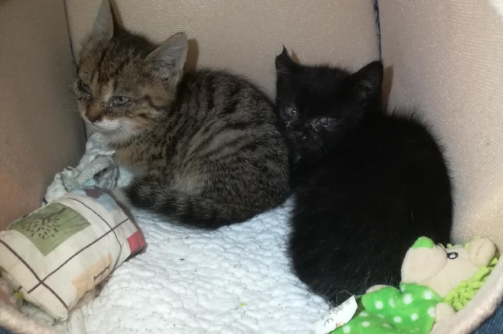 Katzen, Strass im Zillertal (05/19)