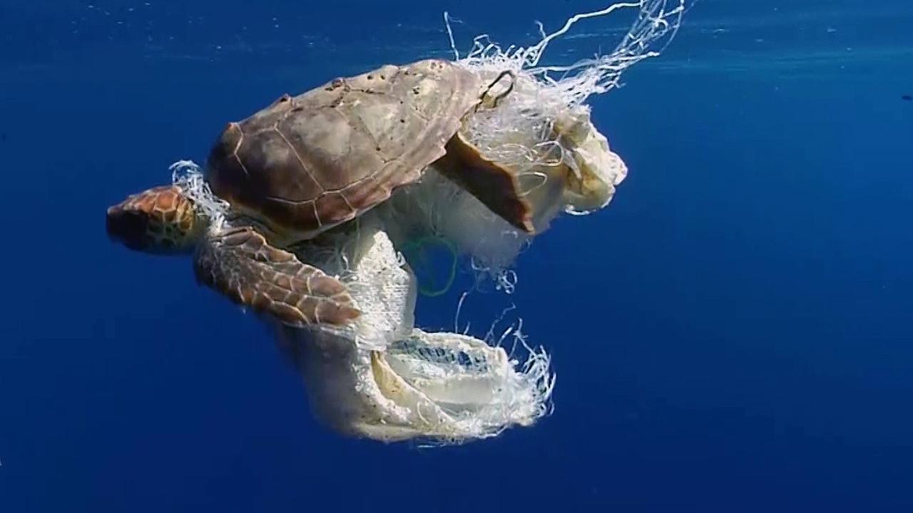 Plastik Fluch Oder Segen Tierschutz Tirol 