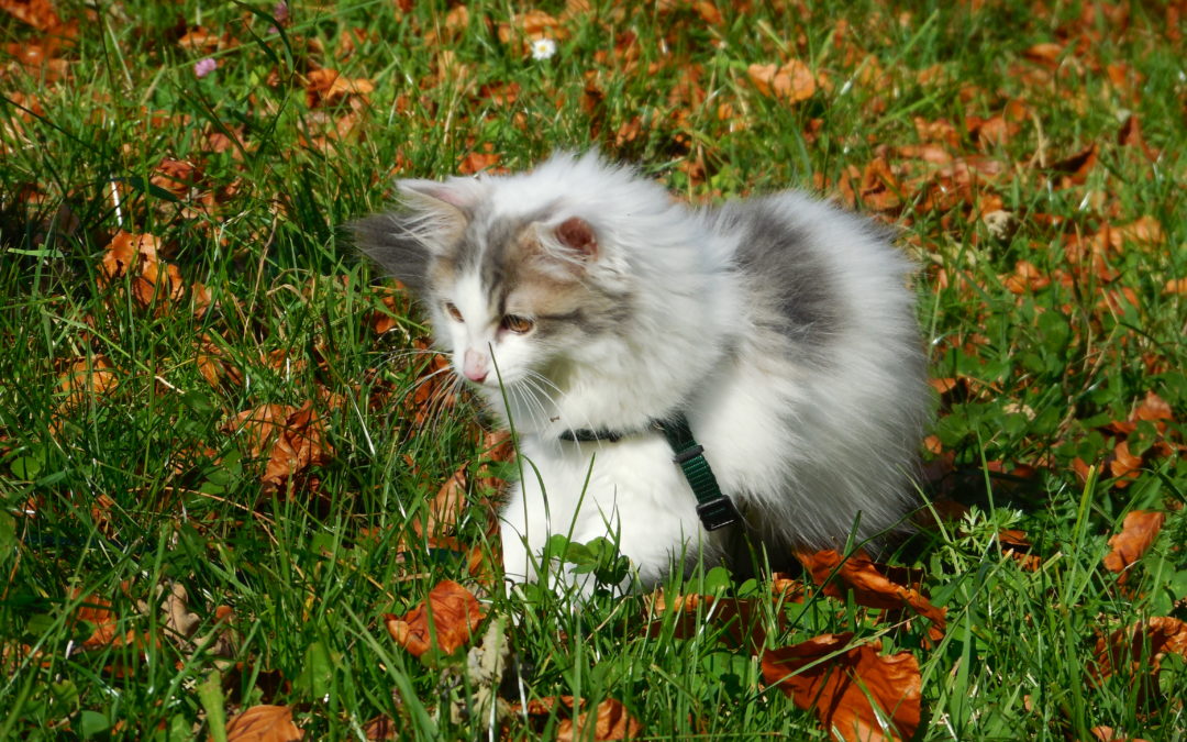 Kleine Katzen An Draußen Gewöhnen