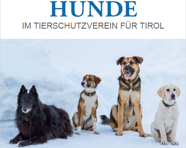 Der neue Tierschutzkalender 2020 ist da!