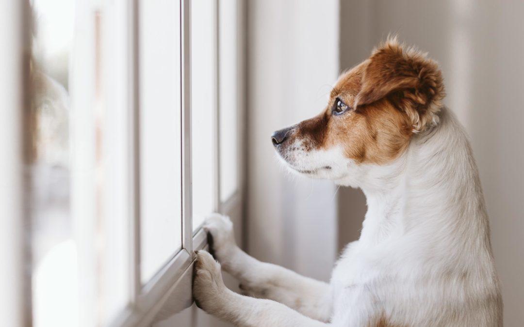 Artikel Kronenzeitung am 4.10.2019 – Immer mehr Hundebesitzer überfordert