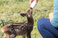 tierpflege_wildtiere
