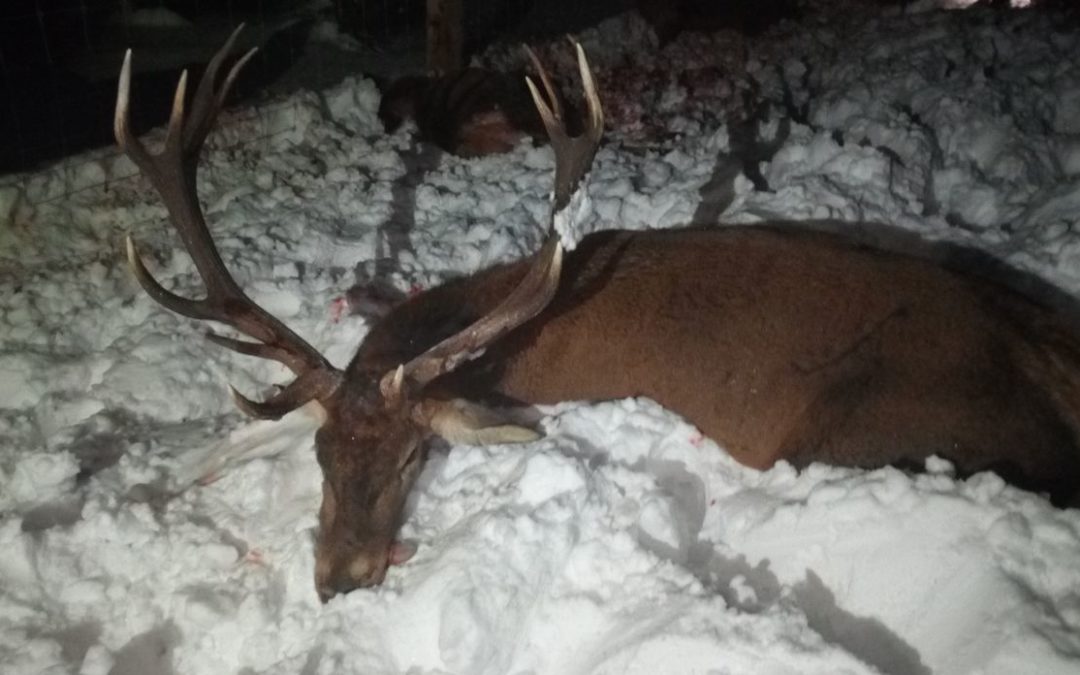 Tierschutzverein für Tirol verurteilt den reaktionären Umgang mit Wild in Kaisers