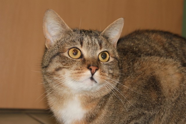Susi