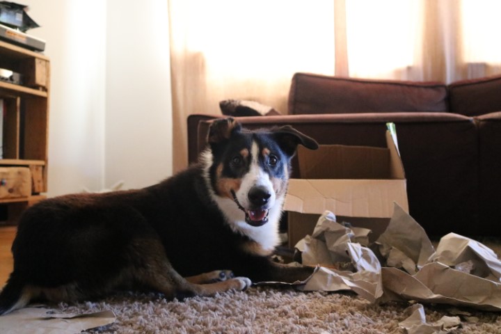 hunde überraschungsbox