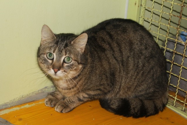 Theodor