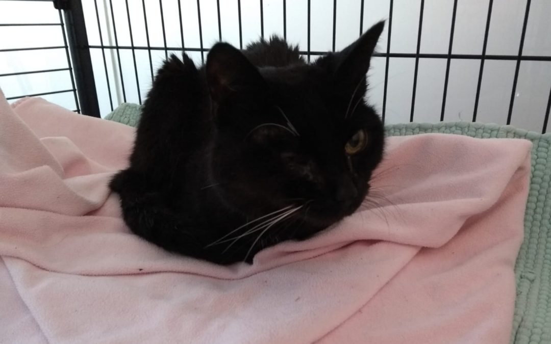 Katze/ Brixlegg (5/20)
