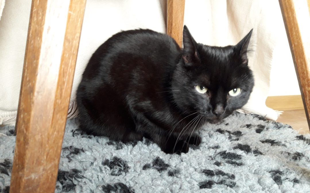 Kater/ Ellmau (4/20)