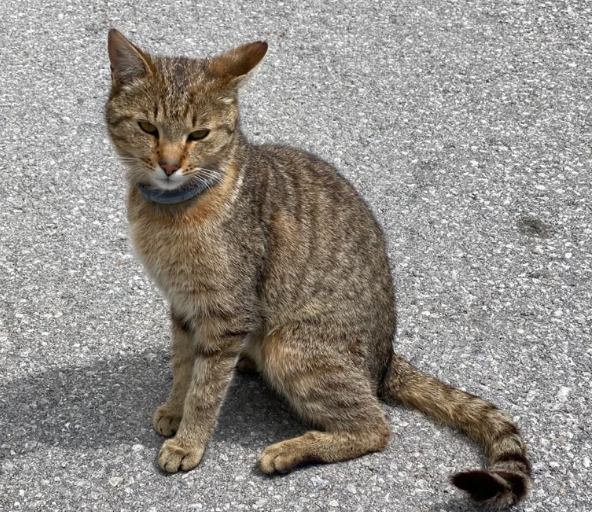 Kater, Gnadenwald(05/20)
