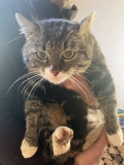 Kater/ Gries im Sellrain (5/20)