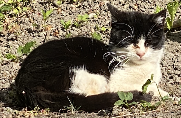 Katze, Innsbruck(05/12)