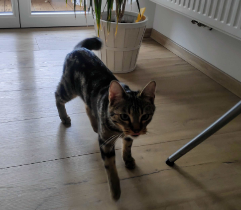 Innsbruck, Katze(05/20)