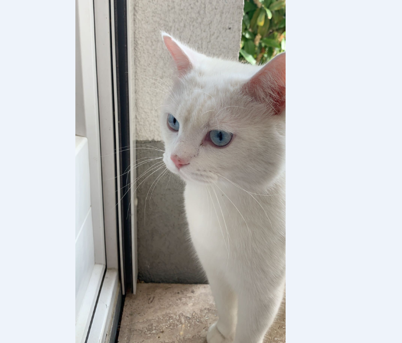 Kater, Innsbruck(05/20)
