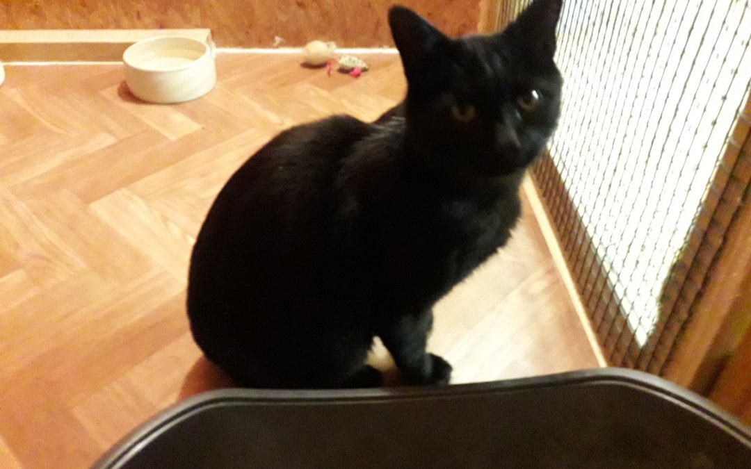 Kater/ Kirchbichl (5/20)