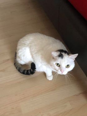 Katze/ Kramsach (4/20)