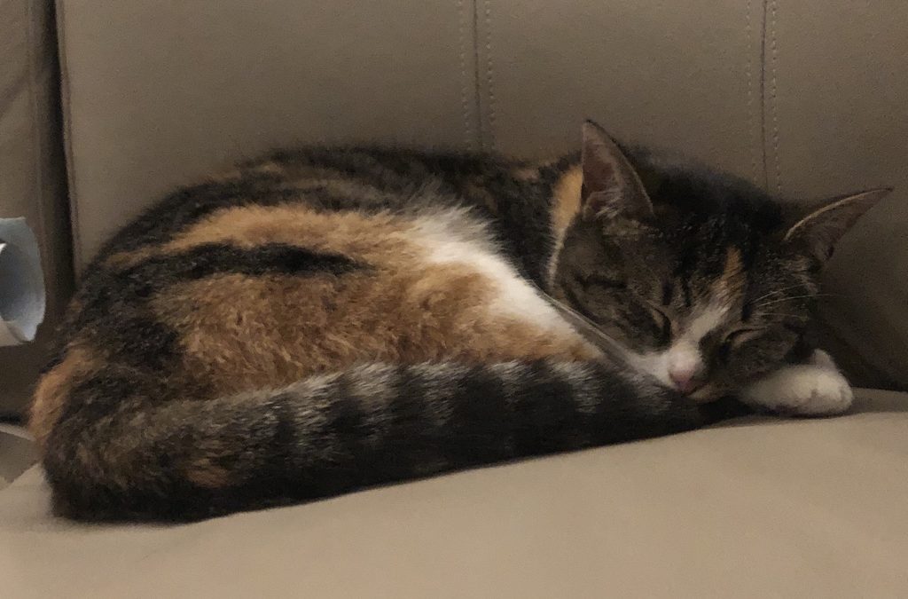 Katze, Natters(05/20)
