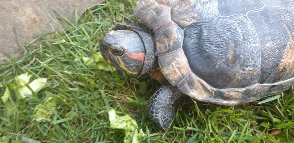 Schildkröte, Oberlangkampfen(05/20)