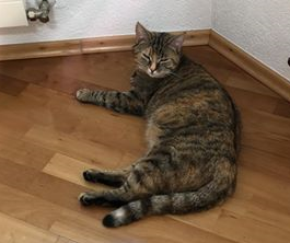 Ossi, Vomp(05/20)