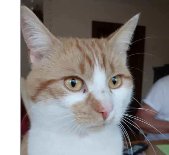 Katze, Vomp(05/20)