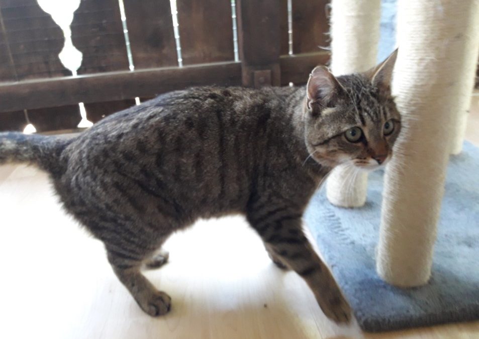 Kater/ Wörgl (5/20)